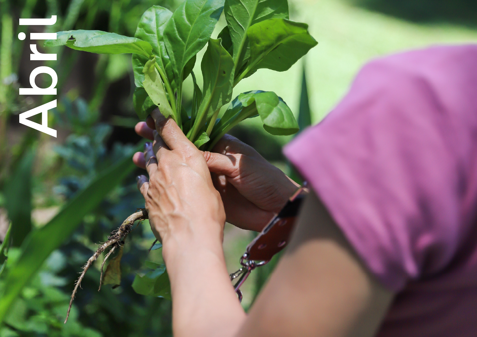 agenda - Municipio Vicente López